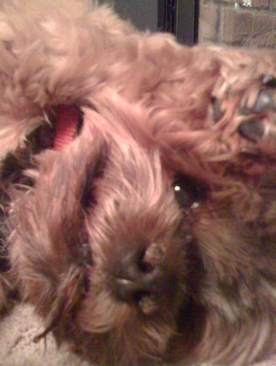 Screen Shot 2015-11-14 at 2.22.48 PM